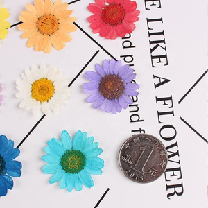 Flor seca de crisantemo Real 3D, 15 colores, Nail Art, Gel UV, diseños acrílicos, decorar flores secas - Product Image 4