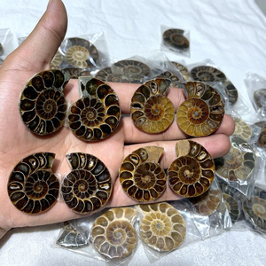 Pierre précieuse naturelle en vrac, forme mixte, cabochon, en ammonite fossile, pour la fabrication de bijoux, spirale marron unique, pierre polie - Product Image 1