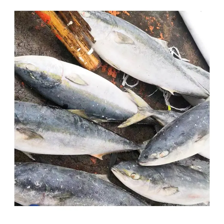 Gute Qualität Gefrorener ganzer gelber Schwanz Amber jack Scad Fisch mit Größe 6-8KG 8-10KG