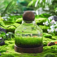 Soufflé à la main de haute qualité Micro paysage couvercle en verre dôme Vase en verre clair conteneur de plantes avec boule en bois avec base en bois