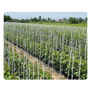 Tige solide en fibre de verre pour supports de légumes - Product Image 2