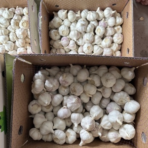 <span class=keywords><strong>Ail</strong></span> frais, <span class=keywords><strong>ail</strong></span> <span class=keywords><strong>blanc</strong></span> normal 5,0 cm, emballé en carton de 10 kg, expédié au Burkina Faso <span class=keywords><strong>ou</strong></span> au Maroc - Product Image 5