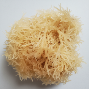 Premium Wildcrafted <b>Dried</b> Seamoss Gold For Human Use - Product Image 1