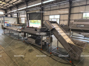 Ligne de traitement des dattes, machine de lavage et de sélection, prix d'usine - Product Image 4