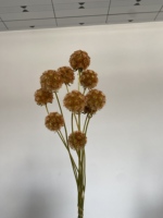 Bunga Kering Bentuk Bola Grosir, Bunga Buah-buahan, Bunga Scabiosa Atropurpurea, Pristimera, Bunga Zante yang Diawetkan