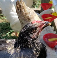 Abreuvoirs automatiques de haute qualité pour volailles avec raccords en PVC, bols à boire durables en plastique pour poulets, pour la ferme, le poulailler et le jardin.