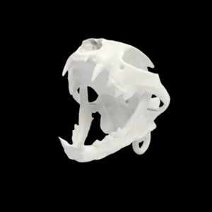 OEM P & M Chất Lượng Cao Tùy Chỉnh <span class=keywords><strong>3d</strong></span> In Trang Trí Sọ Khuôn Mẫu Dịch Vụ Mô Hình - Product Image 5