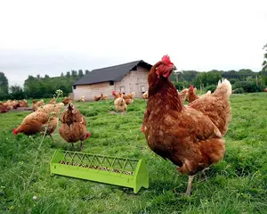 Fabricação de fábrica produtos de fazenda verde galvanizado metal galinha alimentador problemas
