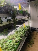 Étagère à semis multi-niveaux haute résistance, banc roulant anti-basculement pour la culture hors-sol et la germination des graines