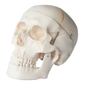 의학 과학 해부학 3D 두개골 모델 실물 크기 두개골