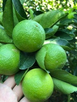 Vietnam citron vert frais sans pépins/fruit de cirque vert/citron vert frais sans pépins LINDA WHATSAP LINDA 0084 989 322 607
