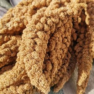 ข้าวฟ่างสีเหลืองสำหรับอาหารนก รุ่นล่าสุด แบบสเปรย์ พร้อมสเปรย์ข้าวฟ่างสีเหลือง - Product Image 4