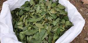 Feuilles de laurier turques semi-sélectionnées de haute qualité AD Raw 5-10cm Herbe séchée certifiée ISO 20kg Boîte Exportateur Turquie - Product Image 4