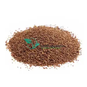 Cuscuta chinensis / Dodder Seed / cuscutae seed extract