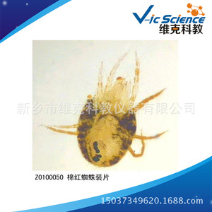 Lamella con campioni di acari rossi, artropodi, campioni vegetali e animali, attrezzatura didattica per la biologia, microscopio. - Product Image 5