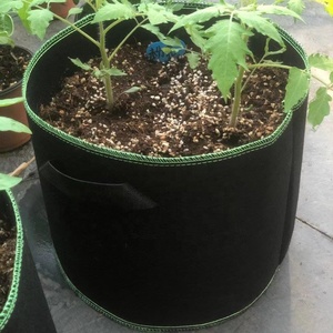 Bán buôn 6 PK phát triển dưa chuột cà rốt ớt gừng phát triển túi cho vườn - Product Image 6