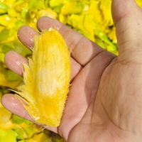 Productielijn voor mangopulp en -sap |   Machine voor het maken van gedroogde mango en saus |   Leverancier van roestvrijstalen fruitverwerkingsinstallaties