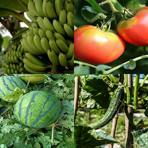 Insecticides de la marque HYH, Fosthiazate 95%TC 20%SL, Nematicides organophosphorés, Henan Chine, CAS 98886-44-3 - Product Image 3