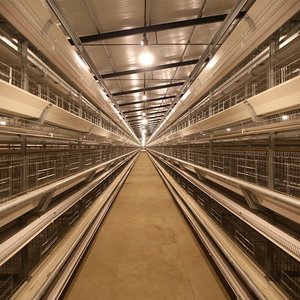 Jaula de Cría y Alimentación Tipo H para Gallinas Ponedoras, Jaula Automática para Pollos de Engorde con Sistema Automático de Alimentación y Bebederos para Avicultura - Product Image 2