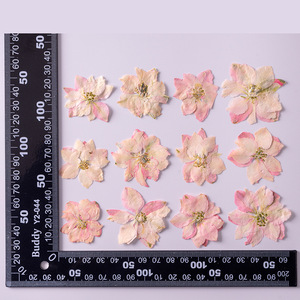 Flores Secas <span class=keywords><strong>de</strong></span> Houldstooth, Flores Prensadas para Manualidades, Marcador con Relieve, Flores Secas en Goma, Carcasa <span class=keywords><strong>de</strong></span> Teléfono con Flores Secas, Especímenes <span class=keywords><strong>de</strong></span> Plantas - Product Image 3
