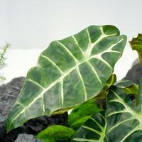 Daun Caladium Warna-warni Buatan, Tanaman Buatan, Pohon untuk Dekorasi Taman Luar Ruangan
