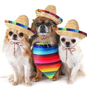 Ensemble de costumes pour animaux de compagnie : chapeau sombrero, lunettes et bandana pour chiens, accessoires décoratifs pour oies, ensemble de bandanas pour petits animaux et oies de porche - Product Image 3