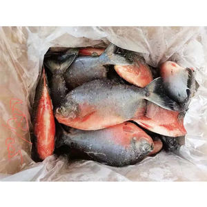 أسعار منخفضة ومخزون متوفر بكميات كبيرة من سمك البومفريت الأحمر وسمك الباكو الأحمر المجمد للتصدير في جميع أنحاء العالم - Product Image 2