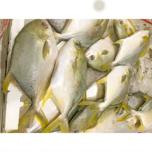 Pescado de Buena Calidad 300-400g, <span class=keywords><strong>Trachinotus</strong></span> <span class=keywords><strong>Ovatus</strong></span> Popular, Pescado Congelado, Pargo Dorado - Product Image 5