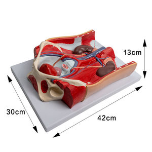 Modelo de Próstata Desmontable SCIEDU, Modelo Anatómico del Sistema Urogenital Humano, Modelo de Órgano Reproductor Masculino Desmontable 1:1 - Product Image 2