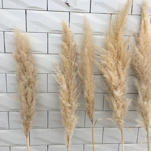 IFG 1.5m Length Wedding Artificial Pampas Natural <strong>Dried</strong> Decorative Pampas <strong>Grass</strong> - Product Image 4