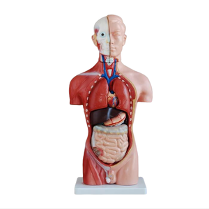 ADA enseignement anatomique 42CM torse masculin 13 pièces ou 42CM torse féminin 15 pièces pour l'enseignement et l'apprentissage de l'anatomie - Product Image 2