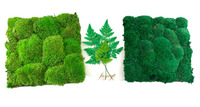 Mousse au perche vert naturel, 1 unité, vraie mousse, stable, pour décoration murale intérieure, Art Feng Shui
