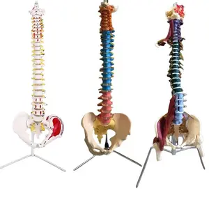 TIANLIAN Human Spine Model Vertebral Column Teaching Tool Anatomical Flexible Chiropractic Medical Science medical spine model