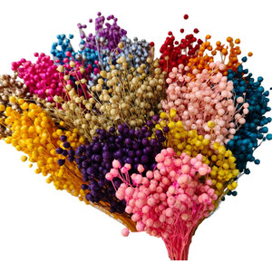 <span class=keywords><strong>Bouquet</strong></span> de <span class=keywords><strong>fleurs</strong></span> <span class=keywords><strong>séchées</strong></span> et préservées Rich Beans 16 couleurs 50g et lots d'artisanat pour la Fête des Mères - Product Image 1