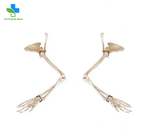Modelo de <span class=keywords><strong>esqueleto</strong></span> de brazo de PVC realista con escápula y clavícula para enseñanza médica y herramienta de precisión de entrenamiento de anatomía - Product Image 3