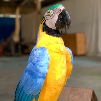 Modèle de perroquets animaux de simulation animatronic de parc à thème à vendre