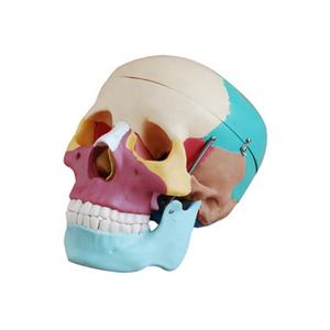 의학 가장 두개골 인간적인 두개골 모형 성숙한 해부 착색된 자연적인 두개골 - Product Image 1