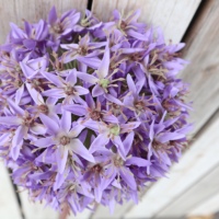 8 pouces de diamètre. Fleurs artificielles géantes d'allium pour centre de table de jardin