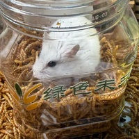 Vers de farine séchés riches en protéines en gros pour animaux de compagnie, volailles, oiseaux, poissons, serpents, nourriture pour poissons d'aquarium