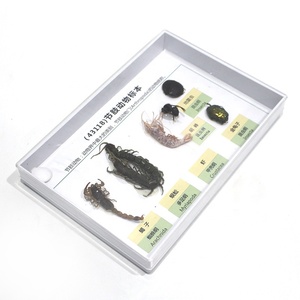 Spécimen d'arthropode séché, spécimen d'insecte naturel séché pour l'enseignement de la biologie, spécimen d'insecte pour laboratoire scolaire - Product Image 6
