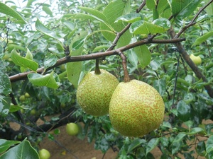 2025 poires fraîches de qualité supérieure de Dangshan Anhui-gros fruits provenant de vieux arbres centenaires goût sucré conservation de l'<span class=keywords><strong>eau</strong></span> emballage en vrac - Product Image 3
