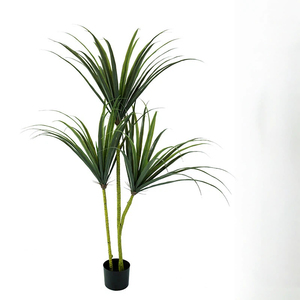 ต้นไซคาดเลือดมังกรเทียม, ต้นไม้สีเขียว, ต้นยางนิ่ม, ตกแต่งห้องนั่งเล่นในร่ม, ตกแต่งหน้าต่าง - Product Image 4