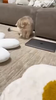 Giocattoli per gatti automatici personalizzati Kingtale con luce a LED USB ricaricabile giocattolo interattivo per gatti puntatore Laser collare per gatti