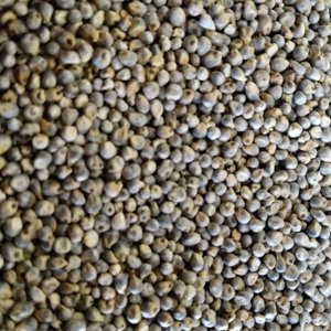 Graines de bajra d'origine indienne - Product Image 4