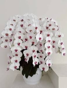 Bandeja de orquídeas negras de plástico PP apilable de montaje rápido F324 para exposiciones de Halloween planificadores de eventos festivos se adapta a 7-9 orquídeas - Product Image 3