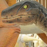 Cetnology Chine Fournisseur Réaliste Raptor Dinosaure Costume pour Affichage