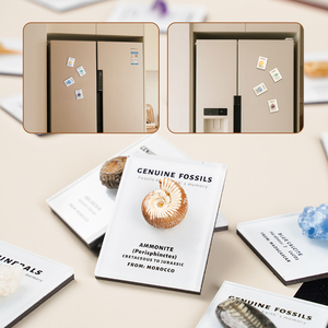 Surtido <span class=keywords><strong>de</strong></span> fósiles Imán para refrigerador Set Amonita Diente <span class=keywords><strong>de</strong></span> tiburón Orthoceras Fósiles marinos - Product Image 1