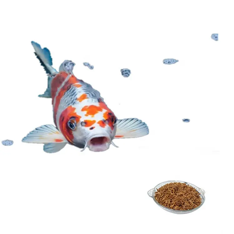 Koi fish meal mealworms
