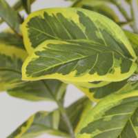 Planta Artificial de Ficus Altissima en Maceta, Decoración de Interiores para Oficina, Hogar y Jardín, Plantas Falsas, Vegetación Artificial