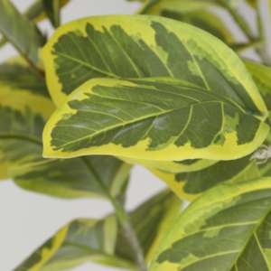 Plante en pot Ficus Altissima en plastique, <span class=keywords><strong>d</strong></span>écoration intérieure <span class=keywords><strong>pour</strong></span> bureau, jardin, maison, <span class=keywords><strong>plantes</strong></span> artificielles, verdure artificielle - Product Image 4